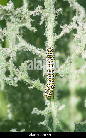 Feeding Mullein Moth (Cucullia verbasci) Stock Photo