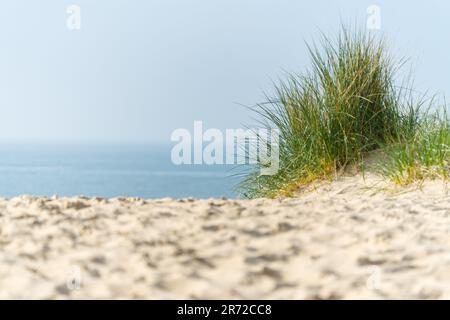 Sand dunes with marram grass and empty beach on Dutch coastline. Netherlands in overcast day. Stock Photo
