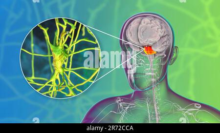Human brain with highlighted pons and neurons, illustration. Human brain with highlighted pons Varolii and close-up view of pyramidal neurons (nerve c Stock Photo