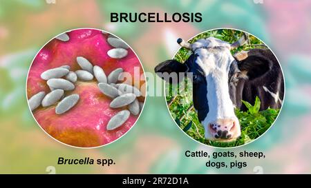 Brucella bacteria, the causative agent of brucellosis, computer illustration. Brucella is a Gram negative, non-sporing, aerobic bacillus (rod- shaped Stock Photo