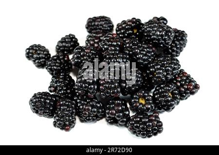 Blackberry, edible fruit of many species in genus Rubus in the family Rosaceae, hybrids among species with subgenus Rubus, and hybrids between the sub Stock Photo