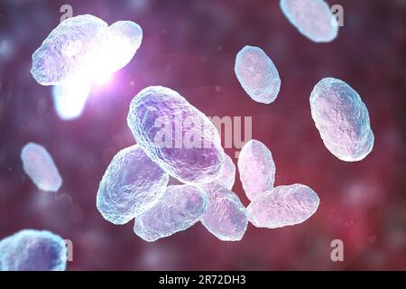 Computer illustration of Haemophilus influenzae, coccobacillus bacteria. These bacteria cause a number of disease including meningitis in children, pn Stock Photo