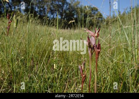 Wide-angle closeup on the red colored Long-lipped tongue orchis, Serapias vomeracea in a meadow Stock Photo