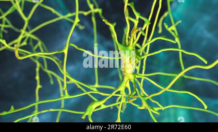 Neurons (nerve cells) located in the pons Varolii of the human brain, computer illustration. Stock Photo