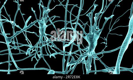 Neurons (nerve cells) located in the pons Varolii of the human brain, computer illustration. Stock Photo