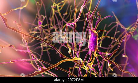 Neurons (nerve cells) located in the pons Varolii of the human brain, computer illustration. Stock Photo