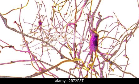 Neurons (nerve cells) located in the pons Varolii of the human brain, computer illustration. Stock Photo