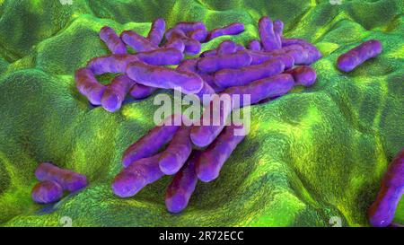 Cutibacterium (formerly Propionibacterium) bacteria, computer illustration. These are an example of non-pathogenic bacteria found on human skin, where Stock Photo