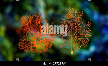 Purkinje cell of the cerebellum, computer illustration. Purkinje nerve ...