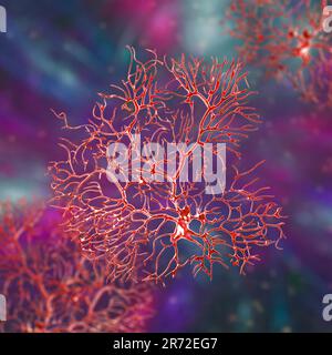 Purkinje cell of the cerebellum, computer illustration. Purkinje nerve ...
