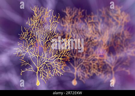Purkinje cell of the cerebellum, computer illustration. Purkinje nerve ...
