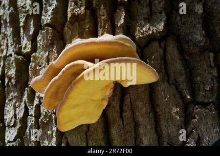 Edible mushroom Laetiporus sulphureus on the oak tree. Known as Bracket Fungus. Wild yellow mushroom in the oak forest. Stock Photo