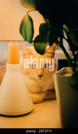 The ginger cat is lounging on the desk, next to a glowing lamp and a houseplant, in the late evening hours. The cozy atmosphere of a home workspace an Stock Photo
