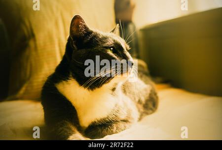 The grey cat is lounging on the sofa, basking in the warm sunlight. This photo captures the calmness and relaxation of a lazy afternoon, as well as th Stock Photo