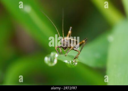 Nymph of a dark bush-cricket (Pholidoptera griseoaptera) on a leaf tip with water drops Stock Photo