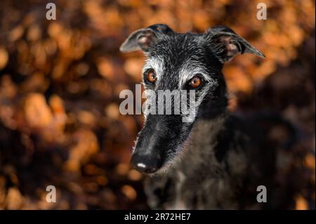 A medium-sized dog with a white and tan coat lies on a bright blue background with its head turned away and its eyes open, gazing off into the distanc Stock Photo