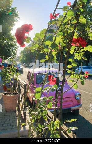 Pictured is a pink vintage car parked near a bush of red roses. Stock Photo