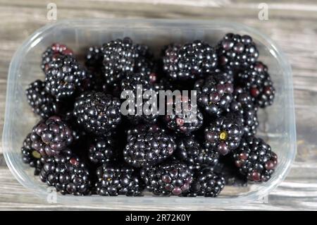 Blackberry, edible fruit of many species in genus Rubus in the family Rosaceae, hybrids among species with subgenus Rubus, and hybrids between the sub Stock Photo