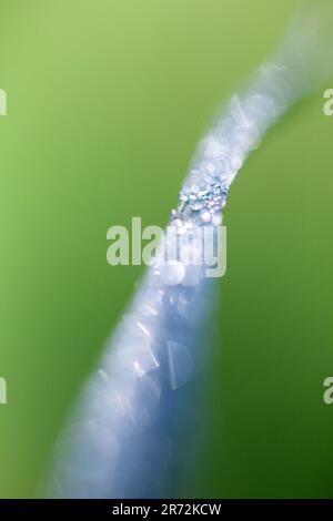 Close-up of raindrops on a blade of green grass, creating a soft abstract nature background with shallow depth of field. Stock Photo
