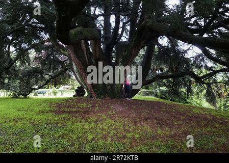 VARESE, ITALY -  MAY 12, 2023: woman next to the Lebanon Cedar tree in the Estense Palace gardens public park Stock Photo