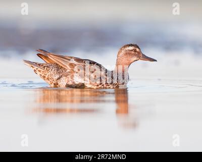 Teal (Anas crecca) on water Stock Photo