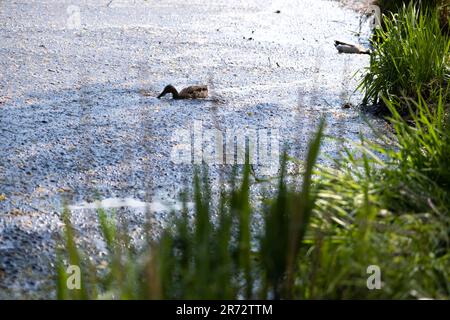 Wild ducks swim in dirty water. Environmental disaster, the river is littered with plastic bottles and polyethylene, motor oil Stock Photo