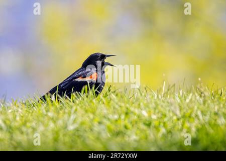 Close up of a red winged blackbird singing on ground against diffused green yellow natural background Stock Photo