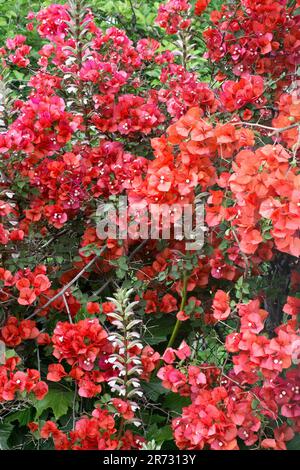 Perennial golden red bougainvillea flowers blooming in Springtime Stock Photo