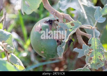 Green fruit of the rare Lobeira plant (Solanum lycocarpum), typical of the Brazilian cerrado and main food of the Maned Wolf (Chrysocyon brachyurus) Stock Photo