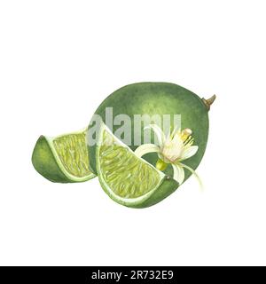Watercolor set of slices and whole limes, flower isolated on white background. Botanical illustration for menu, cocktail party, flyer, posters Stock Photo
