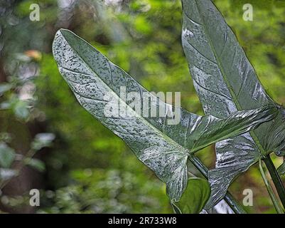 Philodendron hastatum, Silver sword plant on natural background Stock Photo