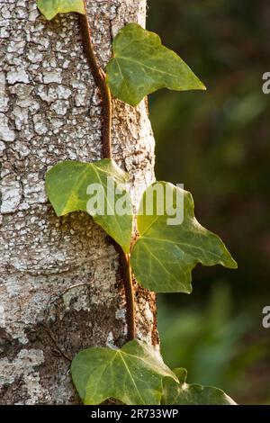 Canary Island Ivy climber (Hedera canariensis) on tree trunk Stock ...