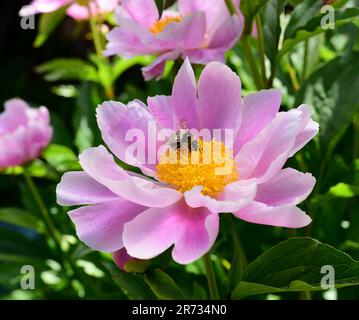 A bee on a Pink Peony flower with green leaf background. Stock Photo