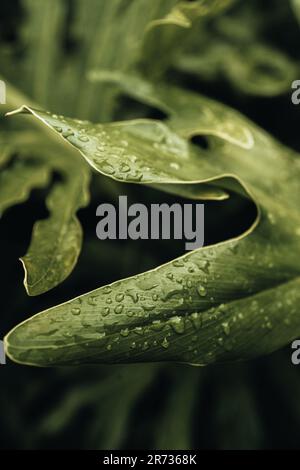 Exotic tropical green palm leaves after the rain. Summer natural fresh background Stock Photo