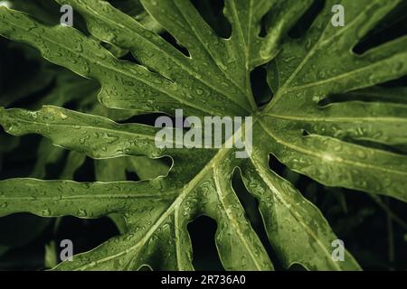 Exotic tropical green palm leaves after the rain. Summer natural fresh background Stock Photo