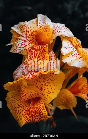 Tropical bright yellow orange exotic flower growing in wildlife. Fresh summer beautiful plant Stock Photo