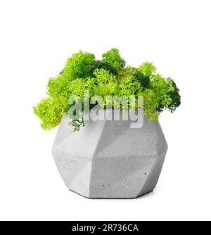 Stabilized green moss in gray decorated flowerpot on a white background. Home decor. Indoor flowers that do not require watering. Stock Photo