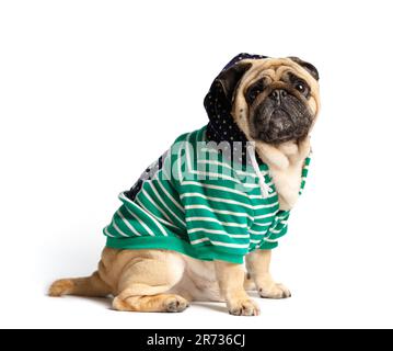 Purebred cute funny pug in clothes with a hood on his head sits on a white background and looks at the camera. Charming stylish dog in a hoodie. Stock Photo