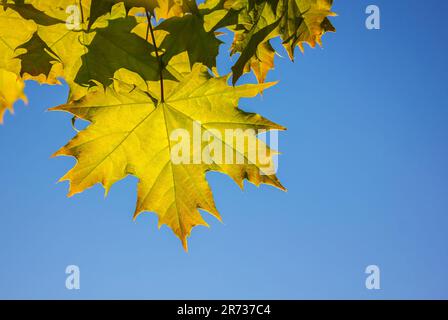 Closeup of Yellow autumn maple leave on tree branch against blue sky with copy space. Fall nature background. Happy Thanksgiving header, fall panorami Stock Photo