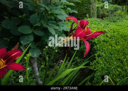 Red and Yellow Daylily Flower (Hemerocallis Fulva) Stock Photo