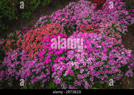 China Pink or Rainbow Pink Flowers (Dianthus Chinensis) Stock Photo