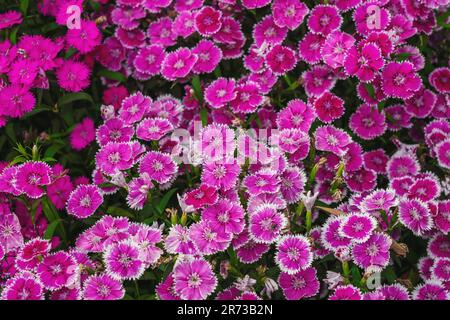 China Pink or Rainbow Pink Flowers (Dianthus Chinensis) Stock Photo