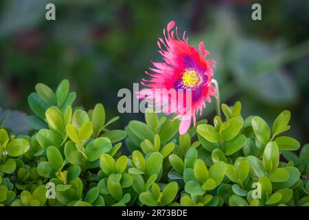Pink and Purple Opium Poppy Flower (Papaver Somniferum) Stock Photo