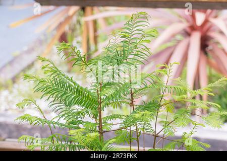 dawn redwood bonsai close up indoor in a greenhouse Metasequoia glyptostroboides Stock Photo