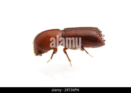 Bark Beetle (Xyleborus celsus), isolated on white background. Stock Photo