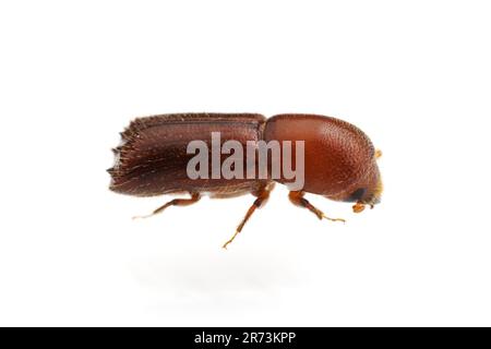 Bark Beetle (Xyleborus celsus), isolated on white background. Stock Photo