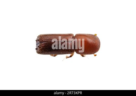 Bark Beetle (Xyleborus celsus), isolated on white background. Stock Photo