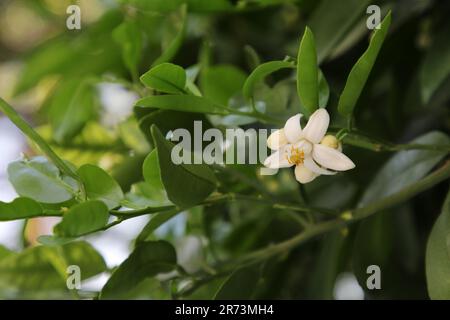 Beautiful grapefruit flower blooming on tree branch outdoors Stock Photo