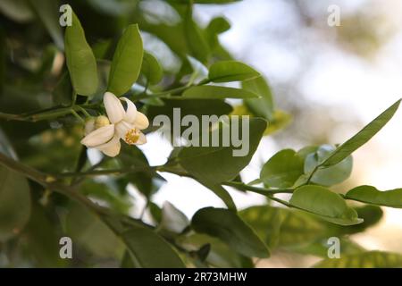 Beautiful grapefruit flower blooming on tree branch outdoors Stock Photo