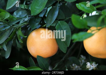 Ripening grapefruits growing on tree in garden Stock Photo